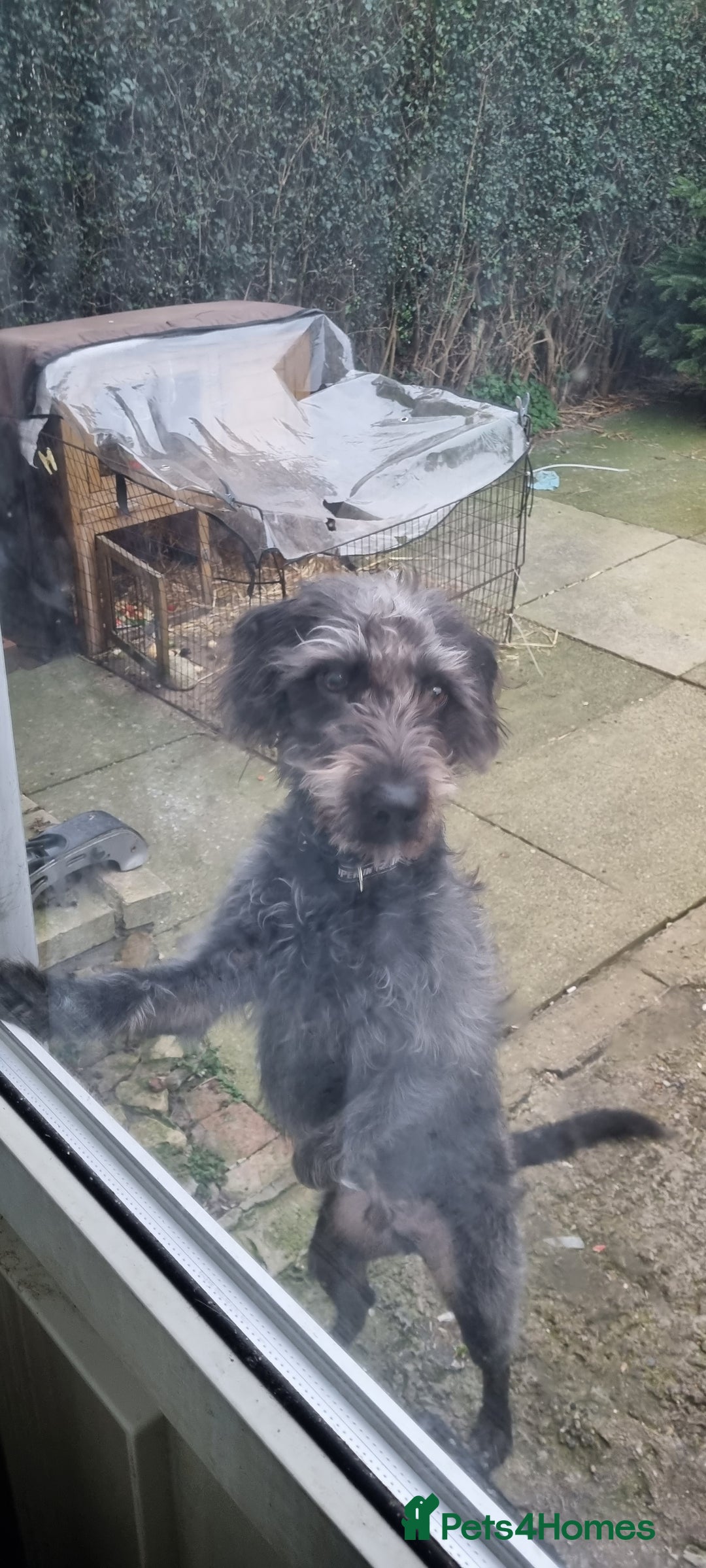 Mixed Breed dogs for sale: Lab cross for sale  - Image 3