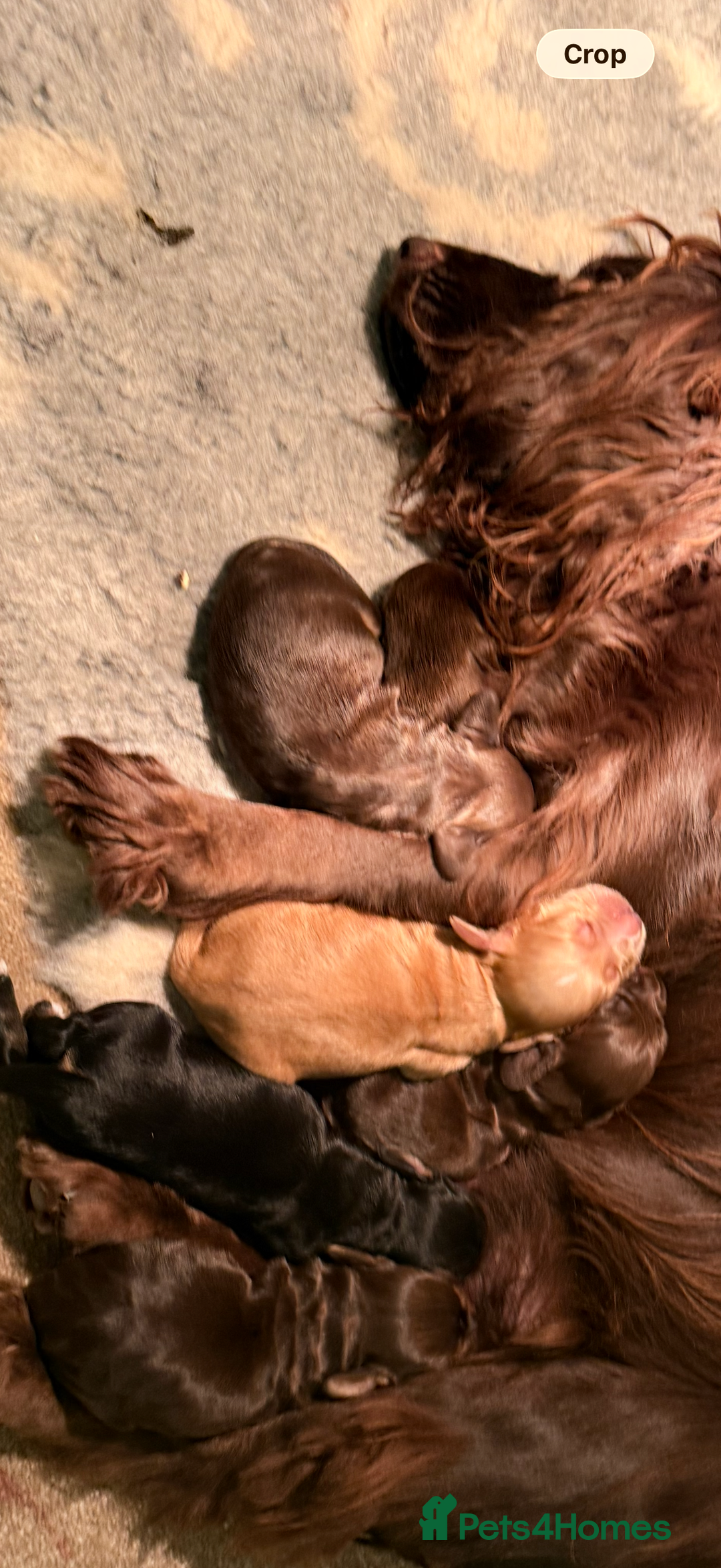 Cocker Spaniel dogs for sale: Working Cocker spaniel puppies  - Advert 2