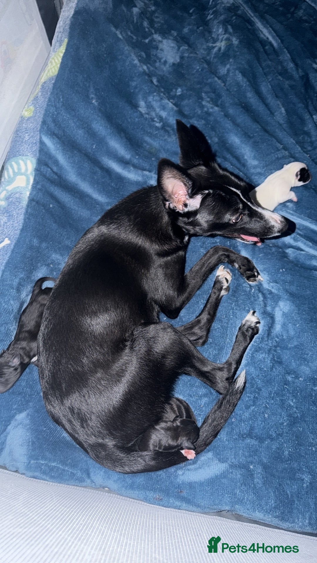 Mixed Breed dogs Whippet x cockerspaniel - Advert 13