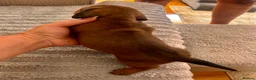 Miniature Dachshund dogs for sale: Miniature dachshund puppies  in Treharris - Advert 8