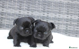 Mixed Breed dogs for sale: French bulldog X imperial shih tzu  - Image 30