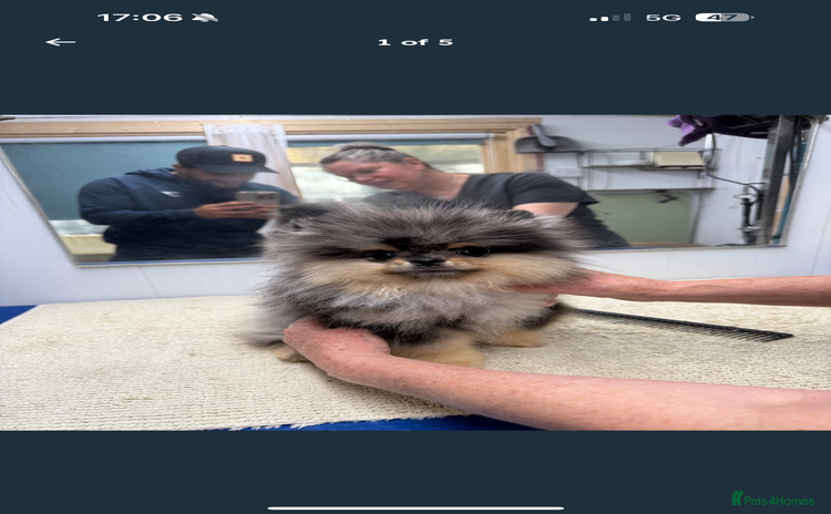 Pomeranian dogs - Advert 1