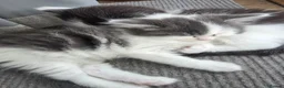 Mixed Breed cats for sale: Two gorgeous angels need a forever home  in Witney - Advert 10