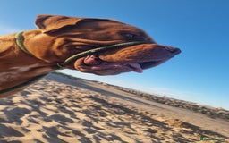 Dogue De Bordeaux dogs for stud: Dogue de bordeaux for stud - Image 3