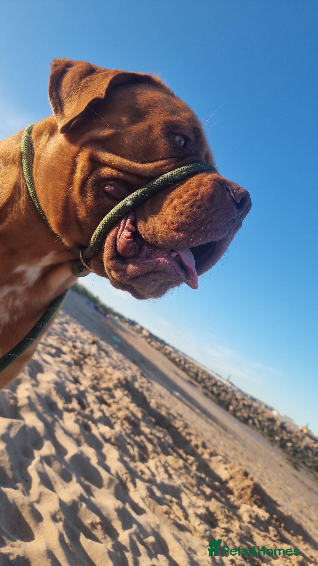 Dogue De Bordeaux dogs for stud: Dogue de bordeaux for stud - Image 3