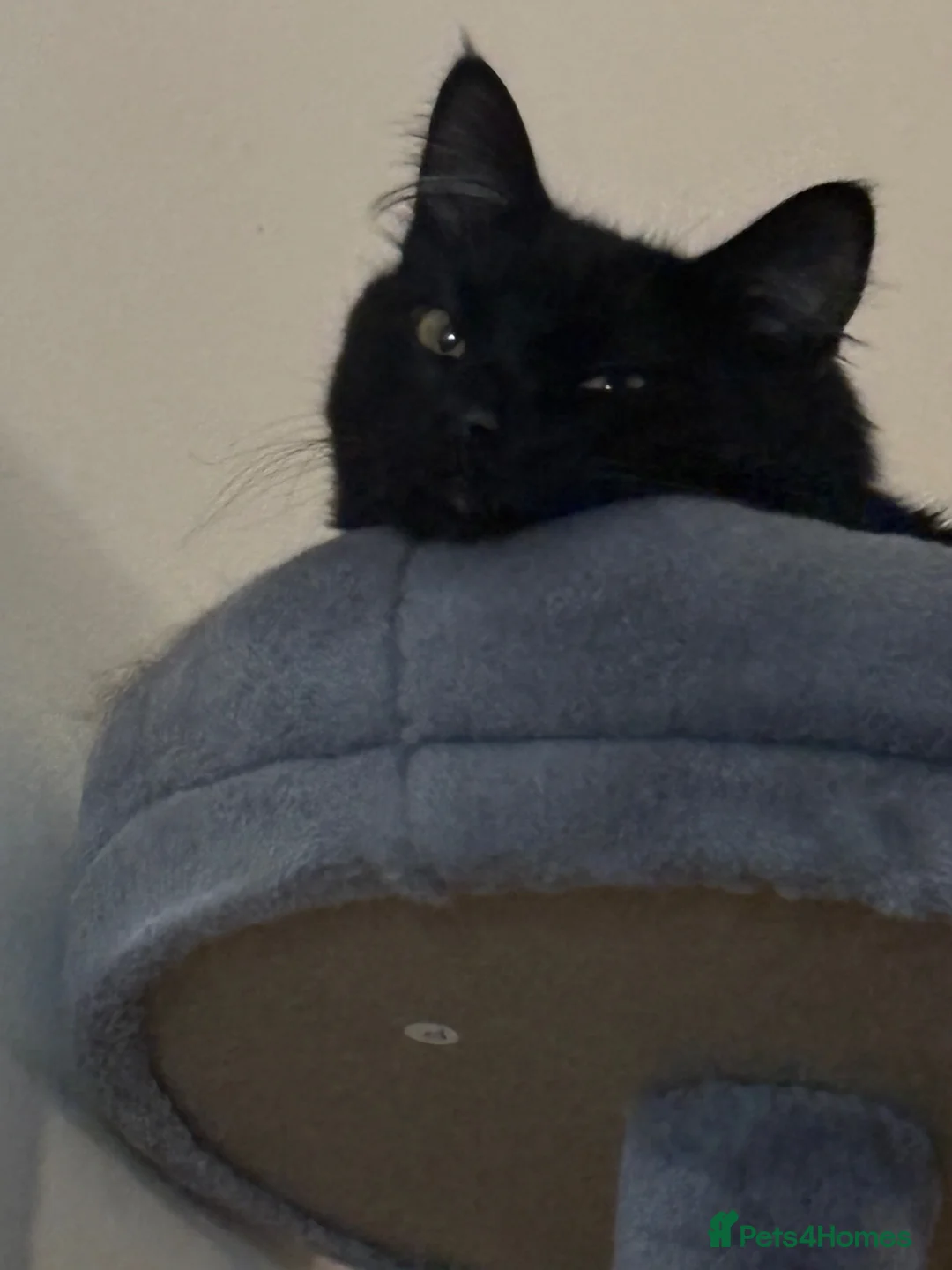 Domestic Shorthair cats for sale: Friendly Domestic Short Cat in Smethwick - Advert 5