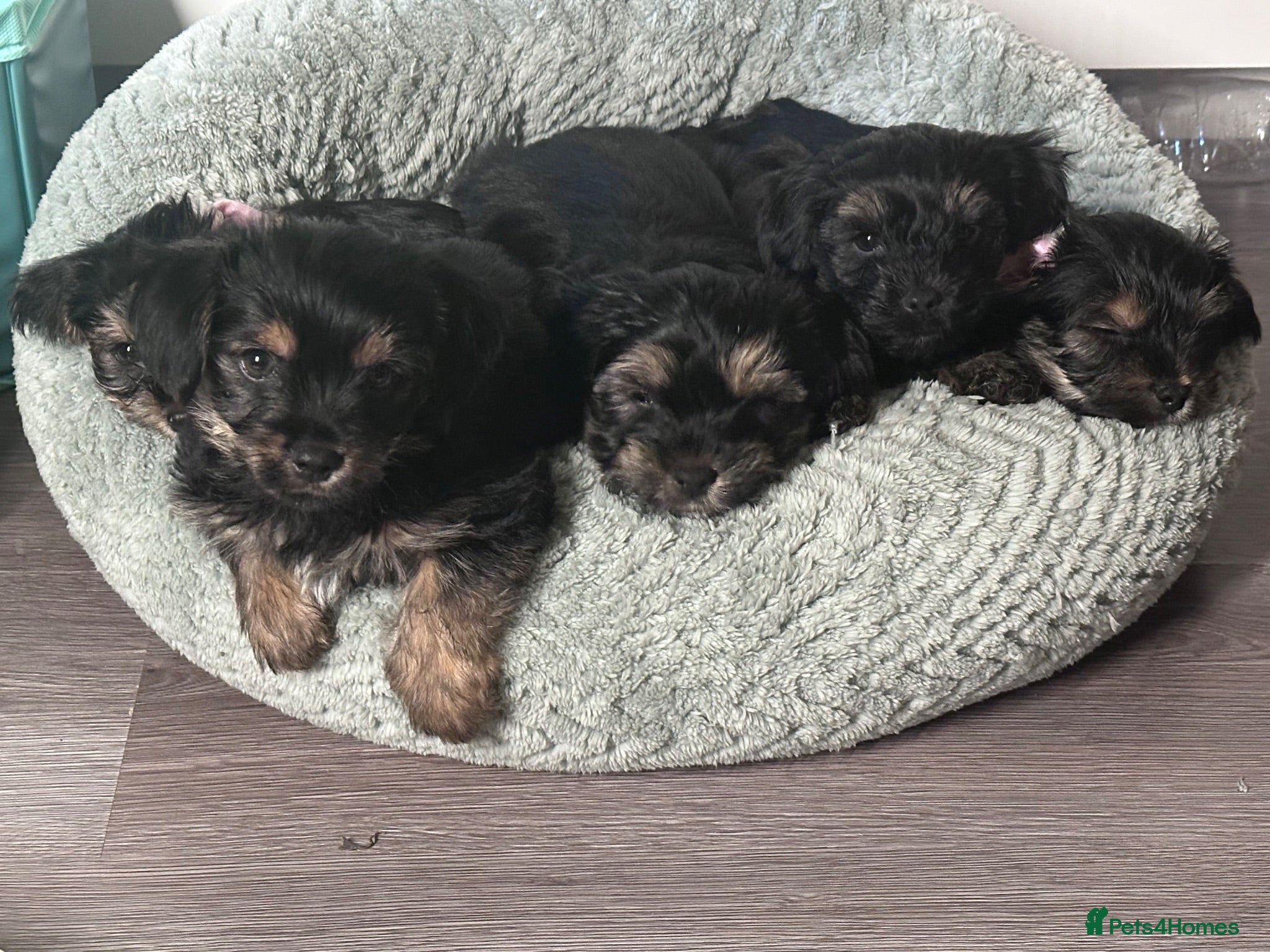 Yorkshire Terrier dogs Beautiful Yorkshire terrier puppies for sale - Advert 3