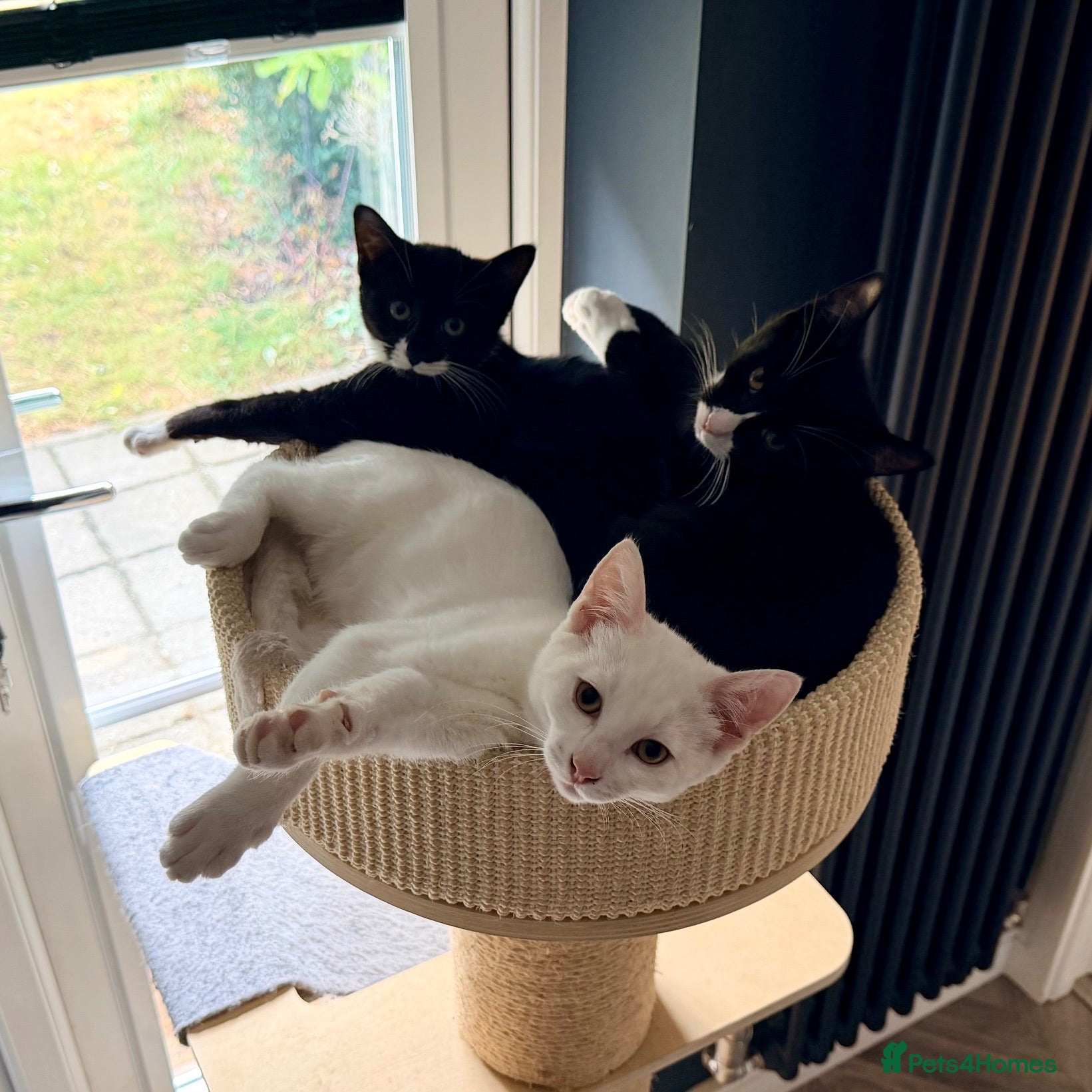 Mixed Breed cats Ready for Their Forever Homes 🐾 - Advert 1