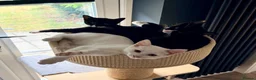 Mixed Breed cats for sale: Ready for Their Forever Homes 🐾 - Advert 1