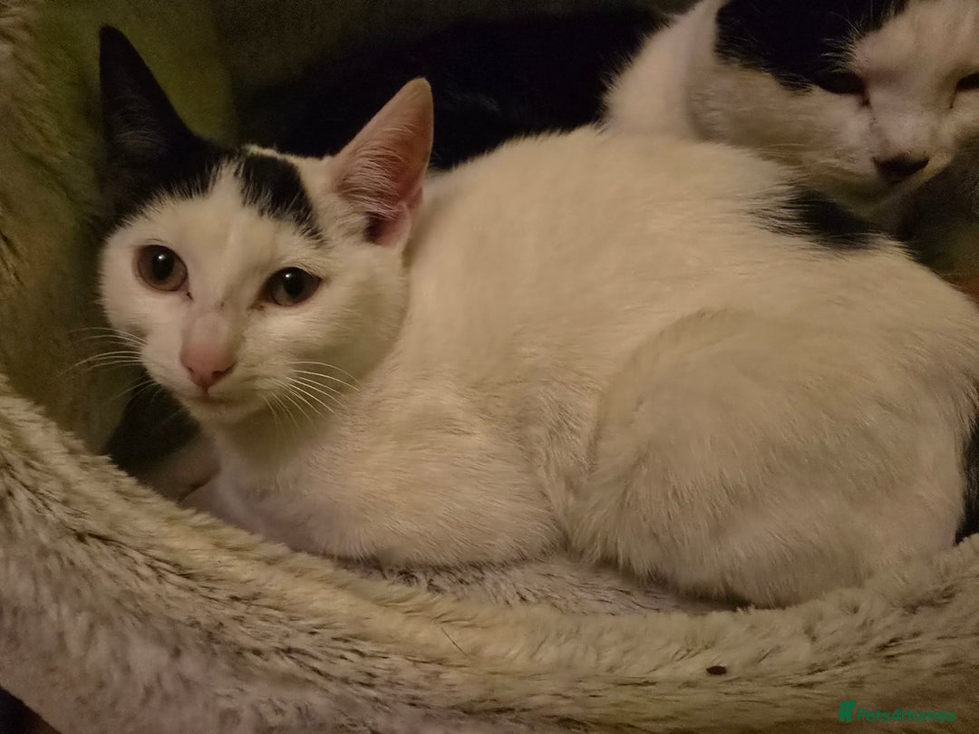 Bombay cats for sale: Kitten 3 months - Advert 2