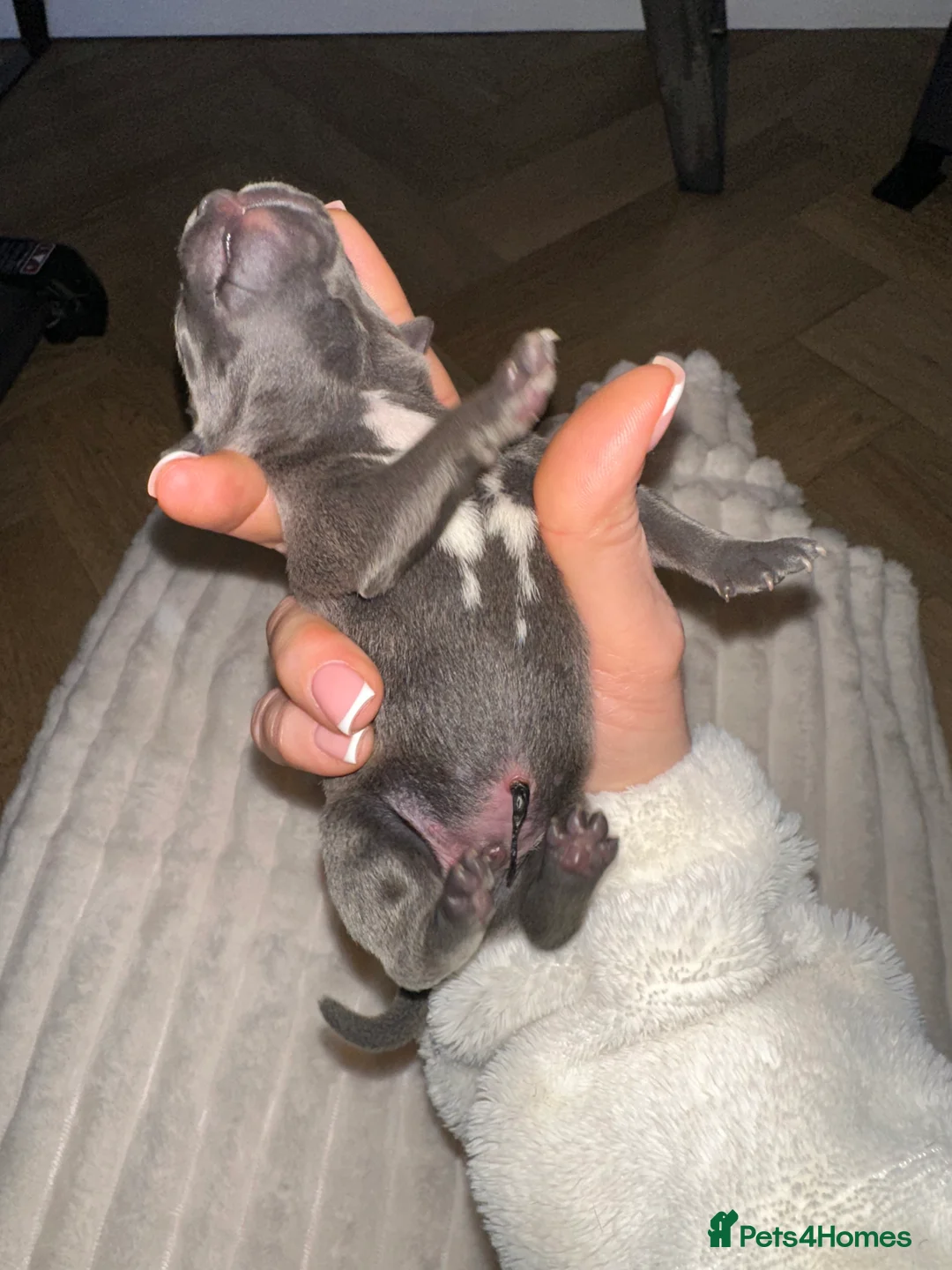 Staffordshire Bull Terrier dogs for sale: Staffordshire Bull Terrier Pups for Sale 🩶 - Advert 25