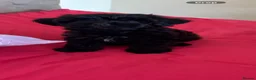 Yorkiepoo dogs for sale: Asian tiny toy poodle puppy’s  - Advert 12