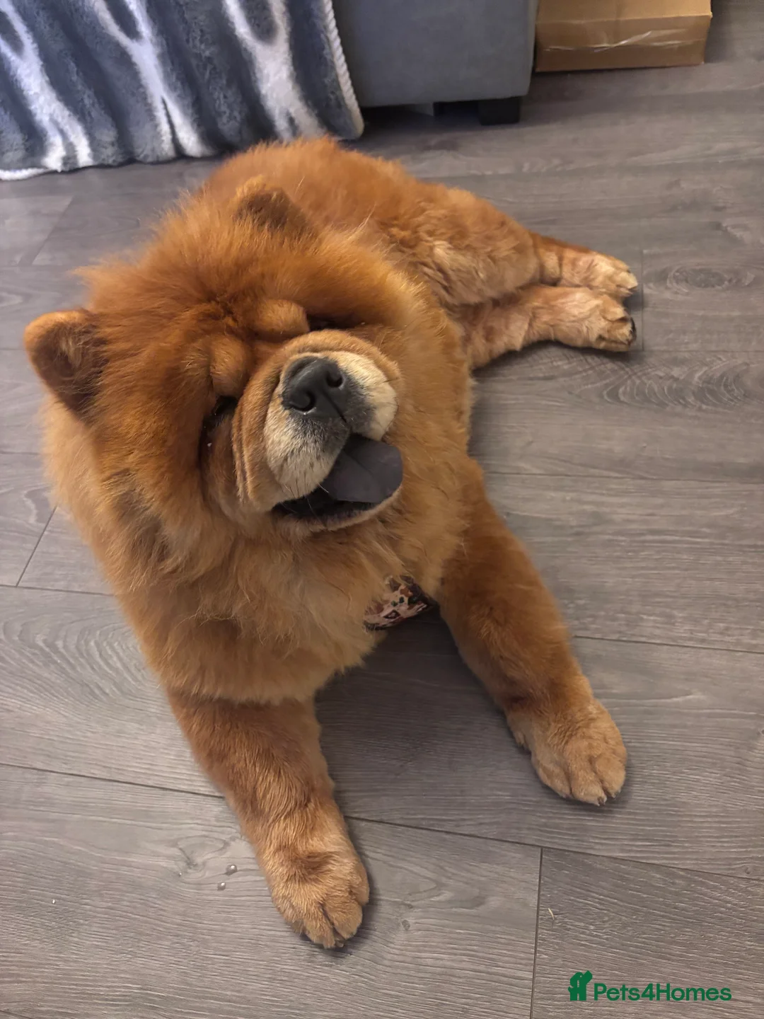 Chow Chow dogs for sale: Red Chow Chow Female - Advert 7