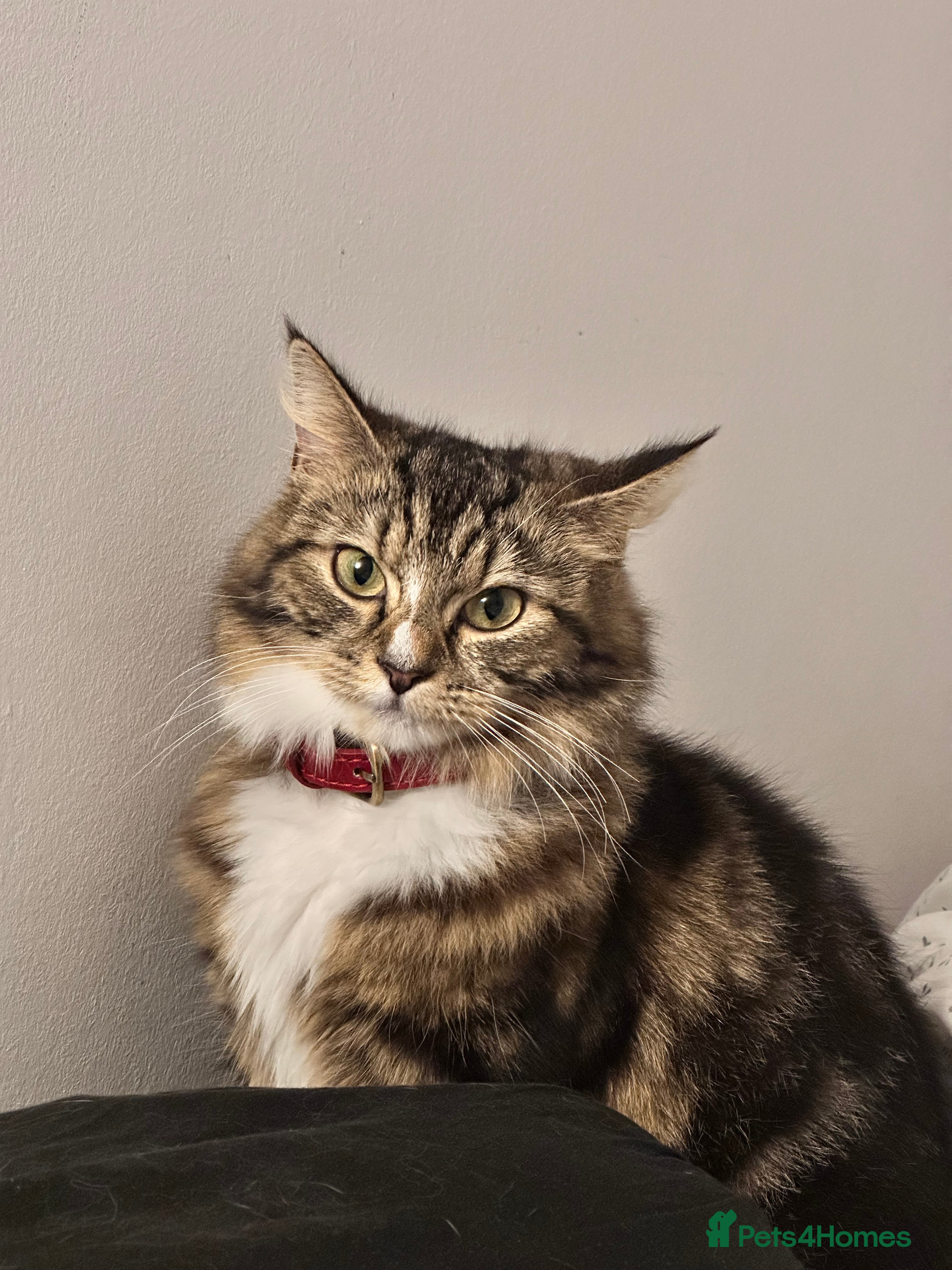 Norwegian Forest Cat cats Norwegian Forest Cat Mix kitten - Advert 2