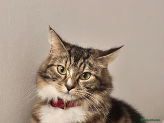 Norwegian Forest Cat cats Norwegian Forest Cat Mix kitten - Advert 1