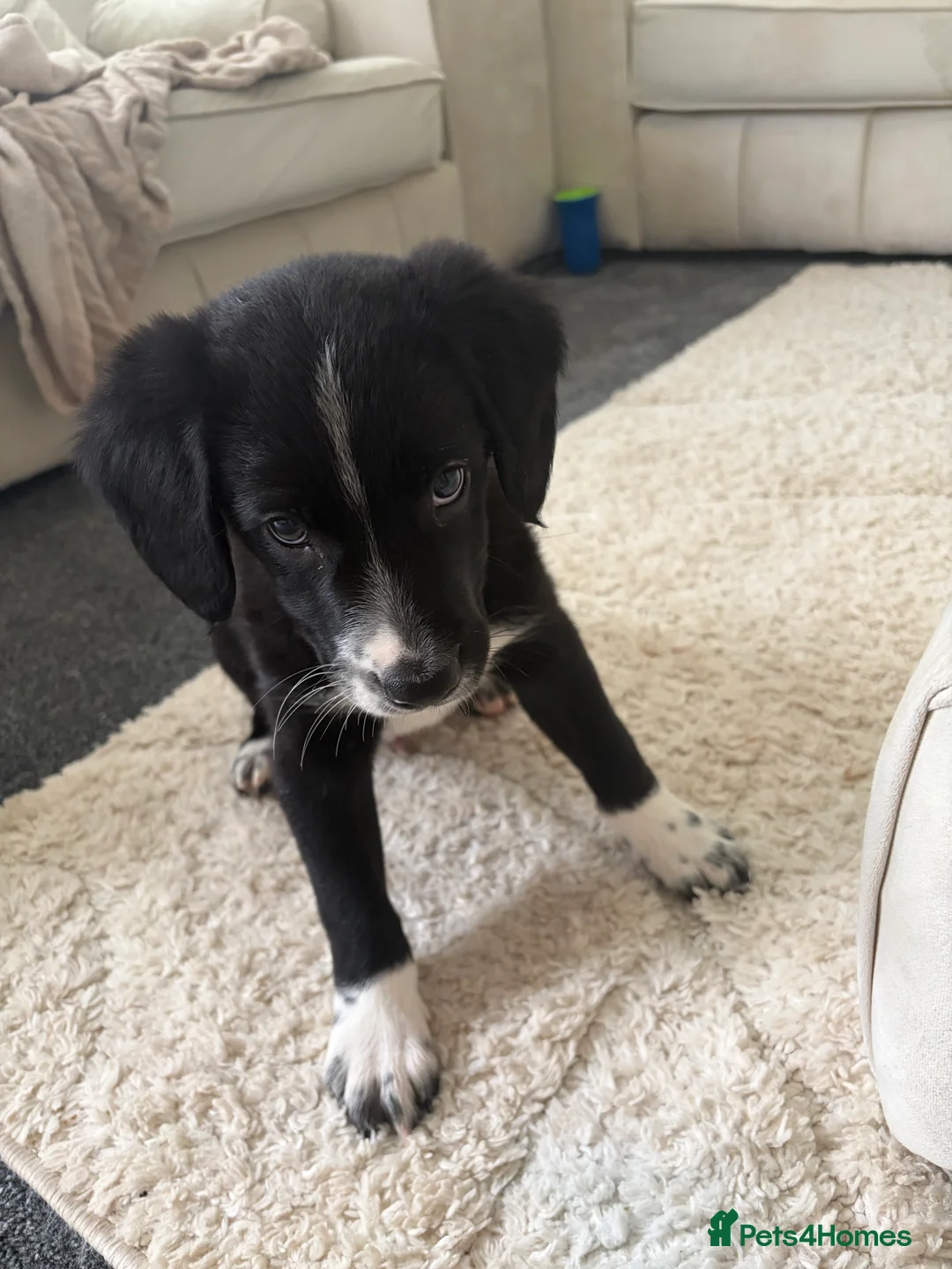 Sprollie dogs for sale: Male Sproolie  - Advert 2