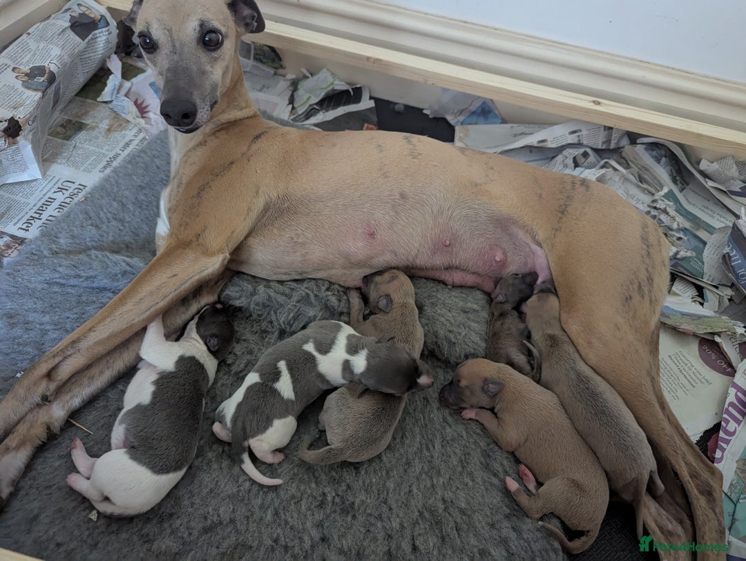 Whippet dogs for sale: Whippet Puppies for sale - Image 2