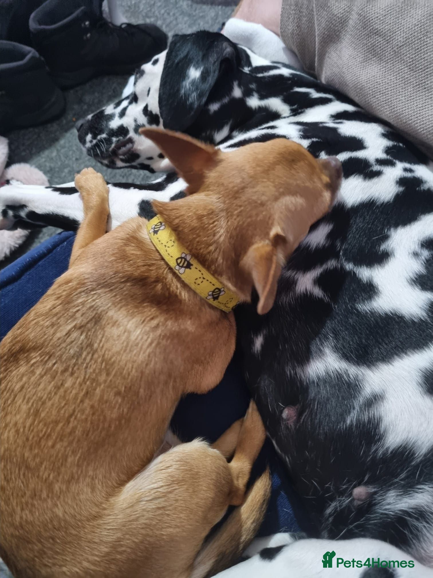Dalmatian dogs Dalmatian needs a good home - Advert 5
