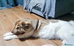 Mixed Breed dogs for sale: 3 beautiful bitches - Image 16