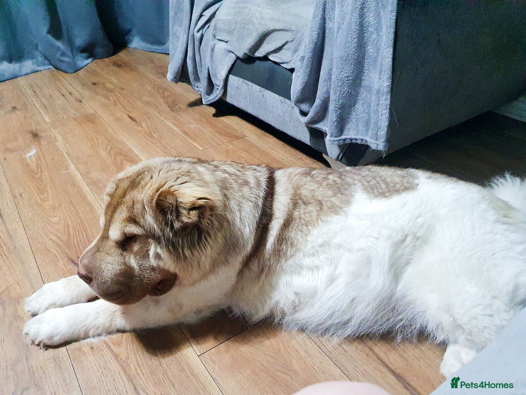 Mixed Breed dogs for sale: 3 beautiful bitches - Image 16