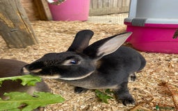 Rex rabbits for sale: Well Handled, Purebred Mini Rex Rabbits - Image 5