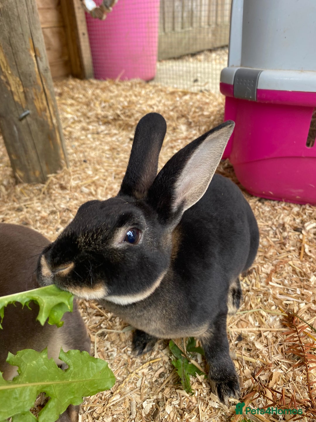 Rex rabbits for sale: Well Handled, Purebred Mini Rex Rabbits - Image 5