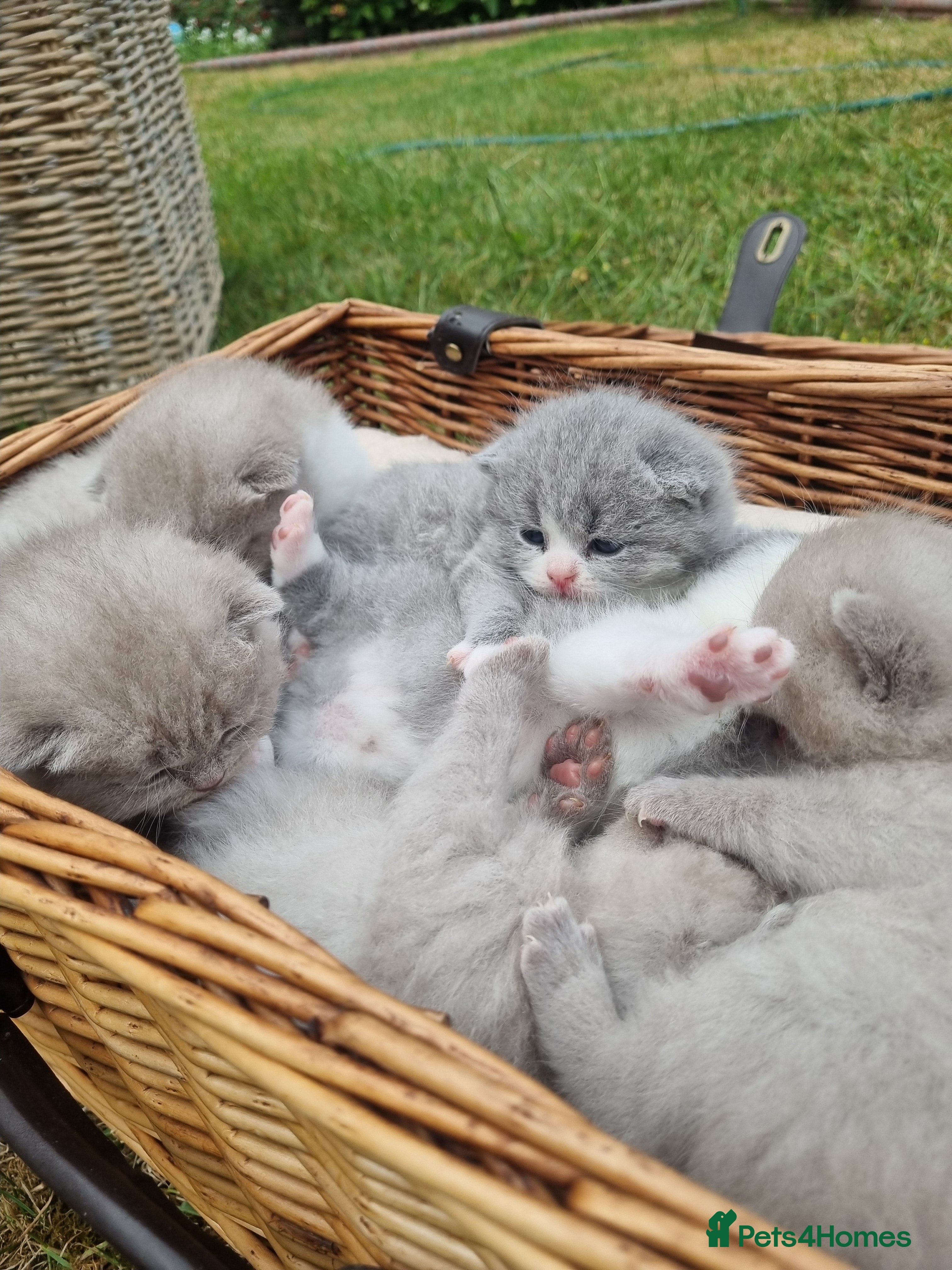 Scottish Fold cats for sale: 6 Scottish fold kittens  in Grays - Advert 4