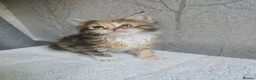 Maine Coon cats for sale: Beautiful Maine Coon Kittens Amazing Lines - Advert 22
