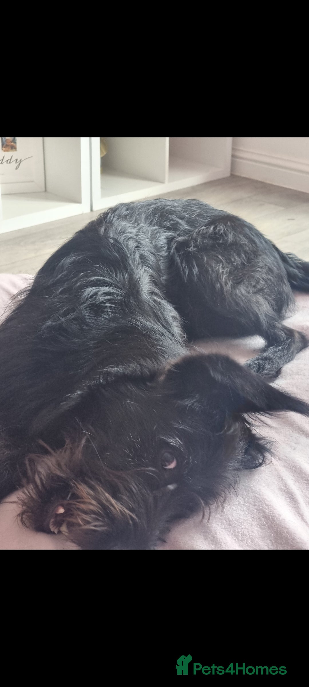 Mixed Breed dogs for sale: Shepadoodle  - Advert 4