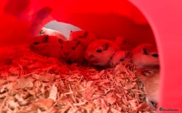Gerbil rodents for sale: adult & baby gerbils for sale - Image 7