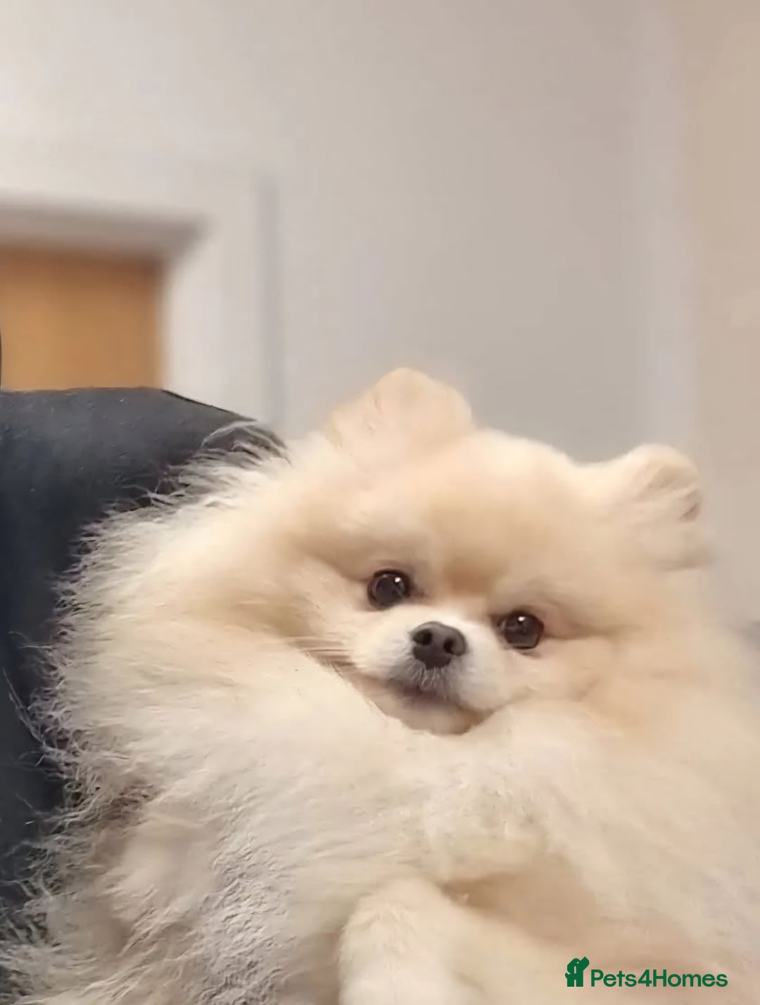 Pomeranian dogs for stud: KC Stunning coat Cream boy for stud  in Borehamwood - Advert 2