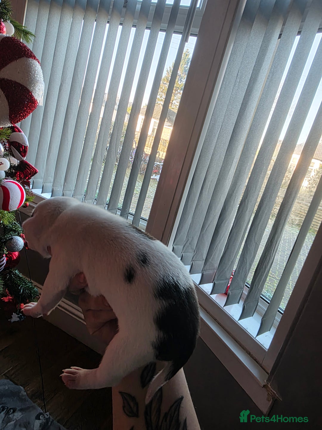 Mixed Breed dogs for sale: Staff x american bulldog puppies - Advert 18