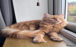 Mixed Breed cats for sale: Ginger Male Ragdoll - Image 11