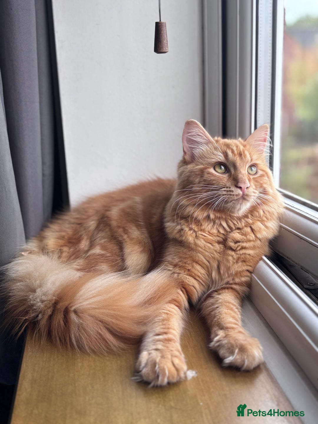 Mixed Breed cats for sale: Ginger Male Ragdoll - Image 11