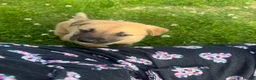 Mixed Breed dogs for sale: 7 beautiful Malkita x puppies with unique colours  - Advert 15