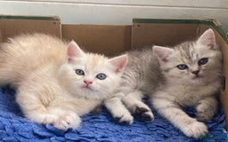 Persian cats for sale: Silver and Cream chinchilla kittens - Image 2