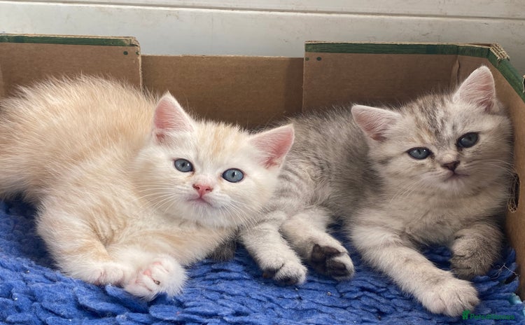 Persian cats - Advert 6