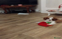 Cavalier King Charles Spaniel dogs for sale: 2beautiful king charles boys  - Image 10