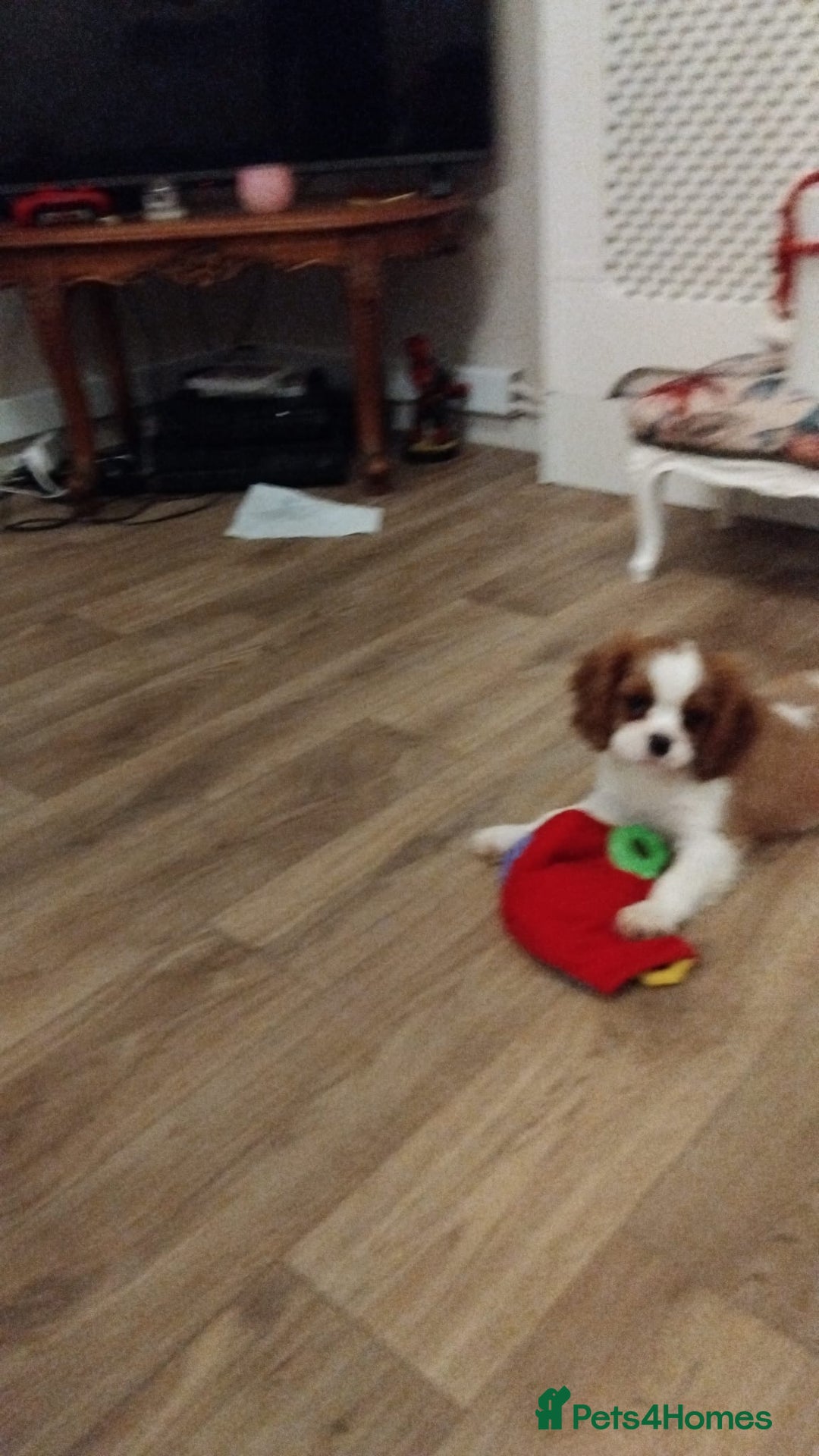 Cavalier King Charles Spaniel dogs for sale: 2beautiful king charles boys  - Image 10