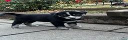 Mixed Breed dogs for sale: Husky X Labrador puppies  - Advert 32