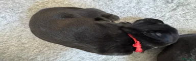 Labrador Retriever 2