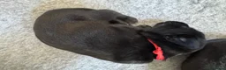 Labrador Retriever dogs for sale: KC registered Labrador pups from top working lines in Rugby - Advert 4