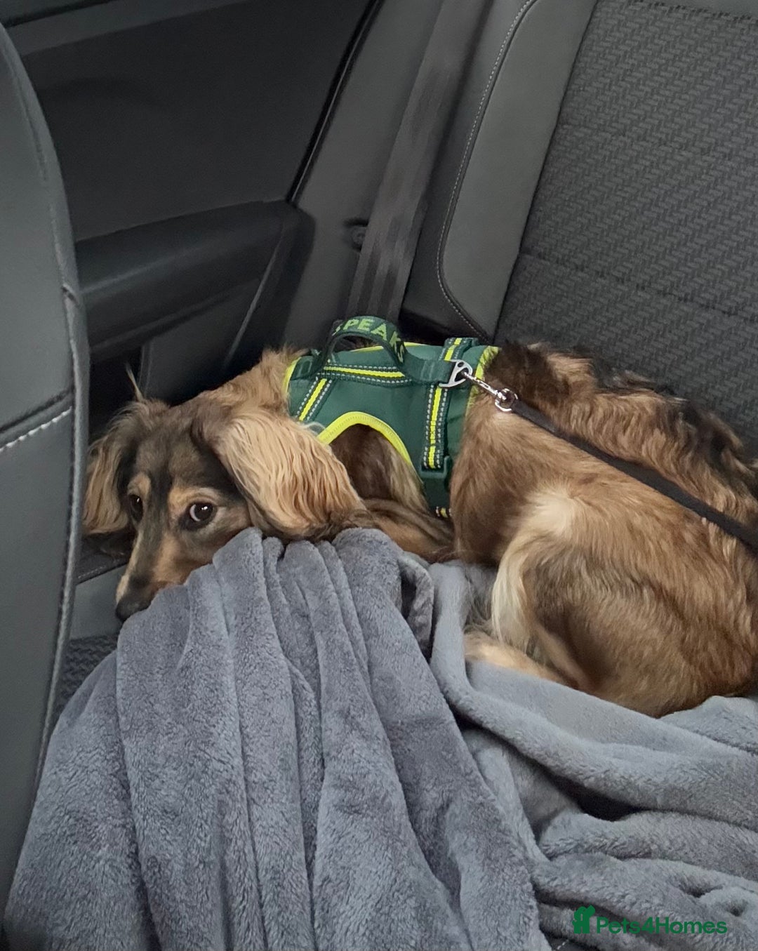 Cockalier dogs for sale: Loving cocker spaniel cross cavalier  - Advert 4