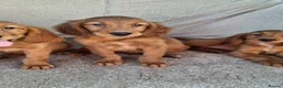Mixed Breed dogs for sale: Gorgeous irish setter x golden retriever puppies - Advert 10