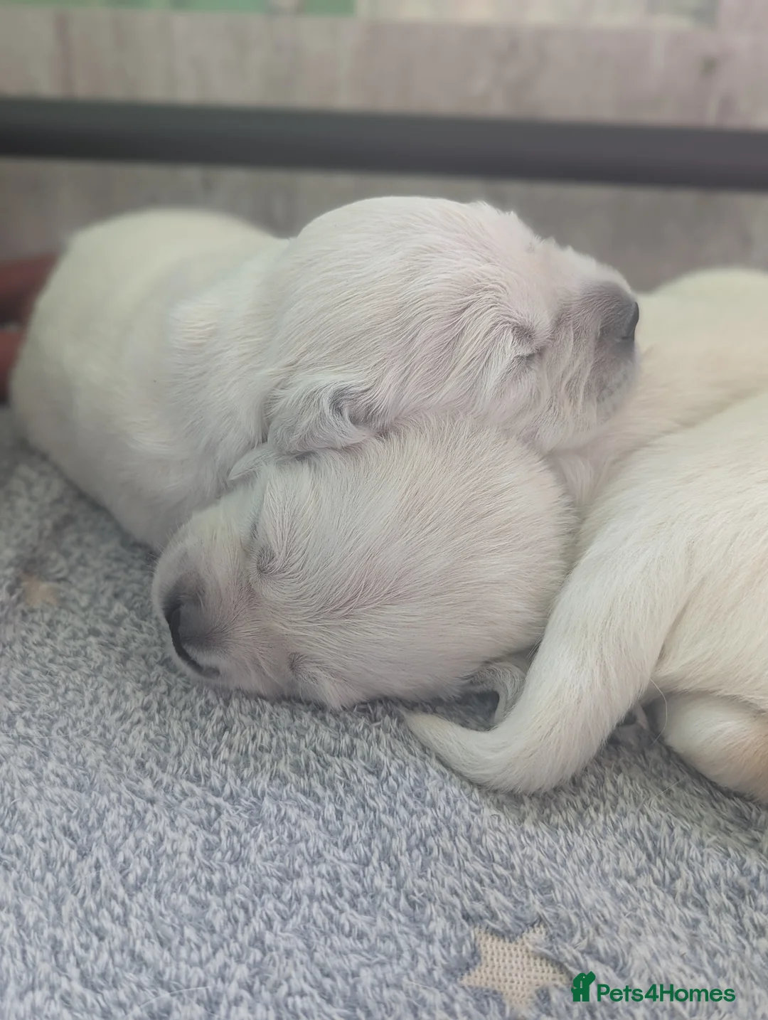 Golden Retriever dogs for sale: 🐾6  Golden Retriever Puppies! 🐾 - Advert 22