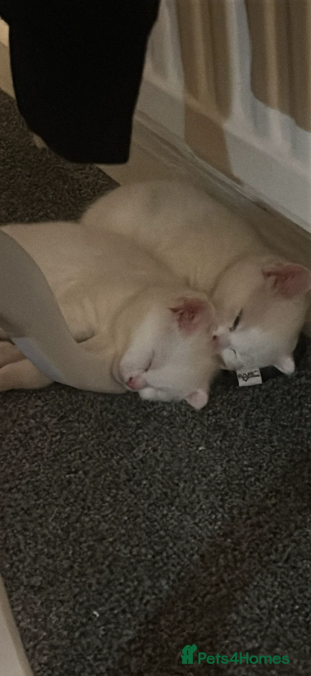 Mixed Breed cats for sale: Male white kittens ready 12.02.26 - Advert 3