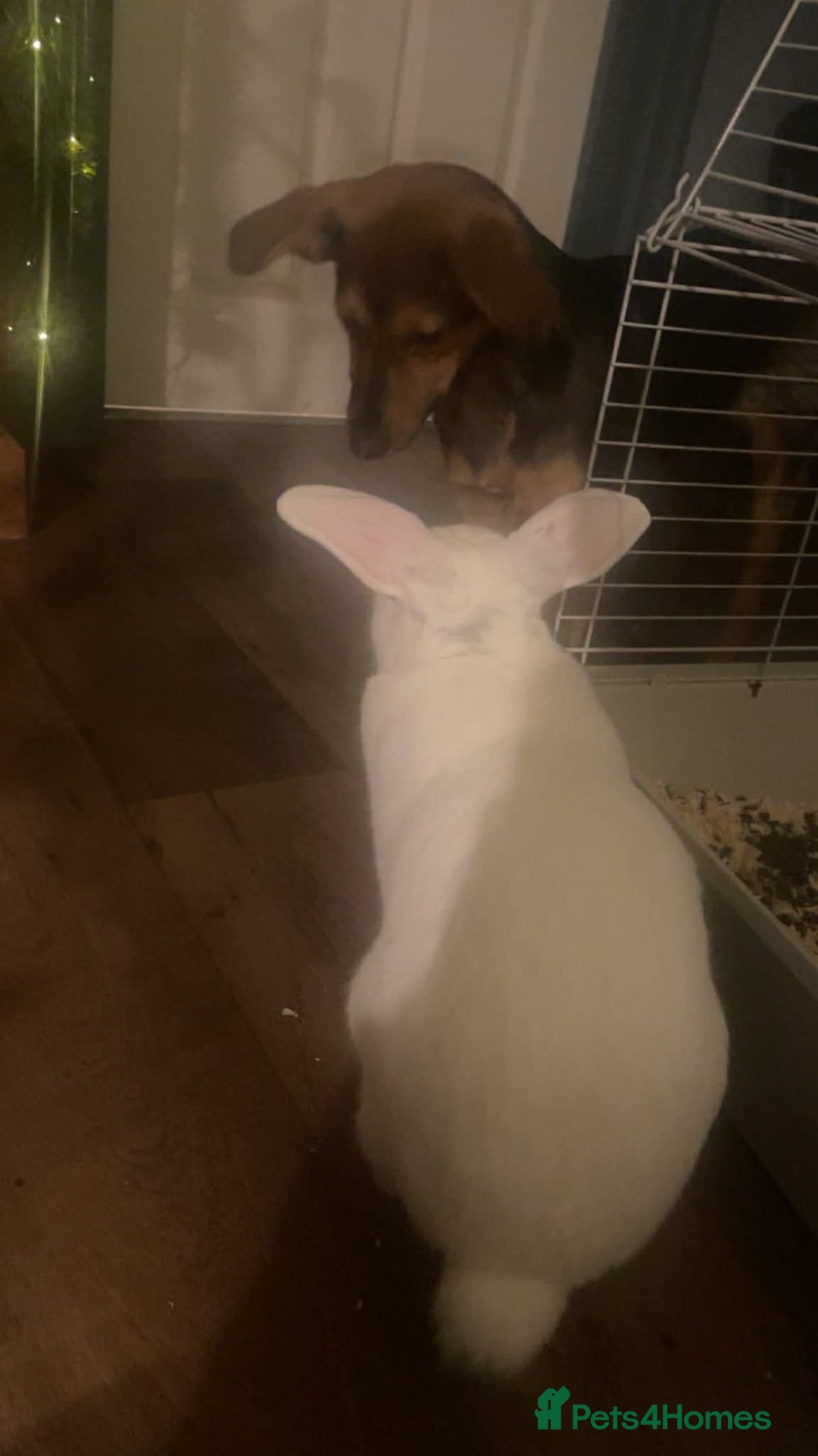 Mixed Breed dogs for adoption: Megan  - Advert 6