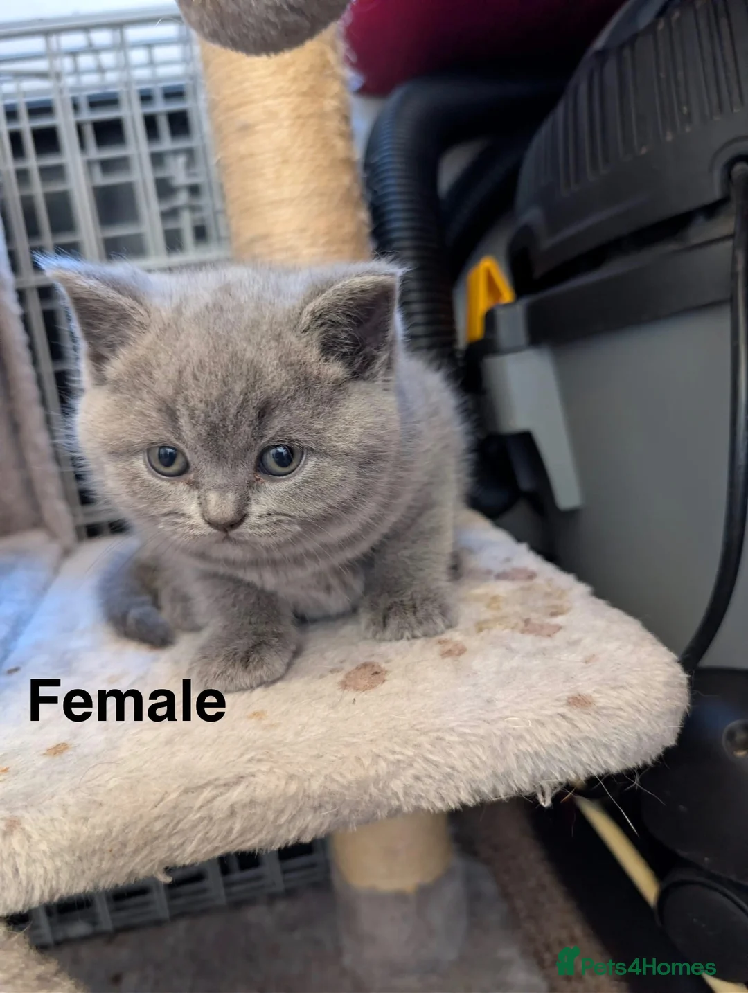 British Shorthair cats for sale: there is four beautiful healthy British shorthairs - Advert 2