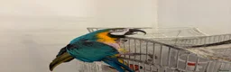 Macaws birds for sale: Blue and gold Macaw in London - Advert 2