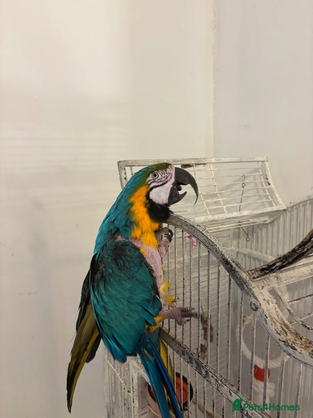 Macaws birds for sale: Blue and gold Macaw in London - Advert 2